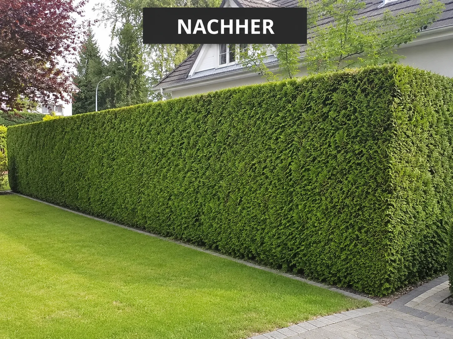 In Form geschnittene Thuja-Hecke